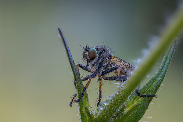 Gemeine Raubfiege, Lupigrafie ABM 1:1, momente-der-schoepfung.ch