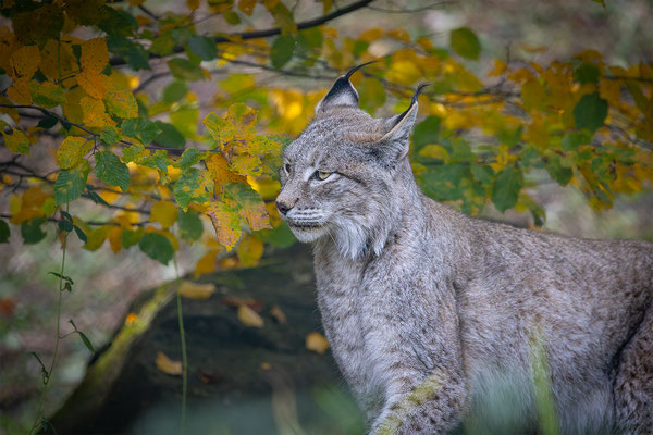 Luchs, momente-der-schoepfung.ch