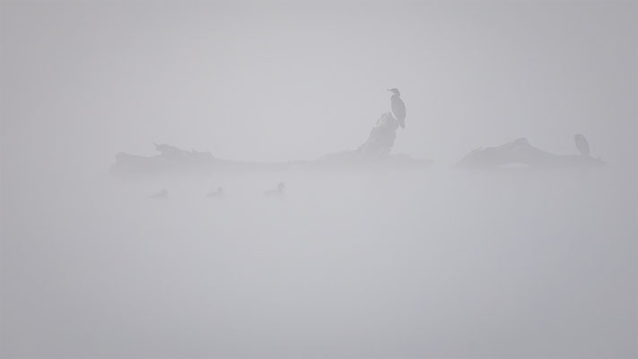 Kormoran, momente-der-schoepfung.ch
