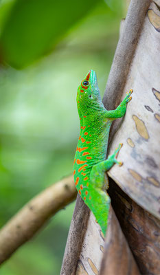 Madagaskar-Taggecko, momente-der-schoepfung.ch