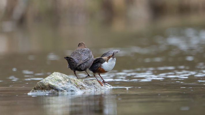 Wasseramsel, momente-der-schopfung.ch