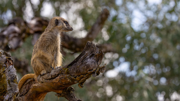 Erdmänchen, Zürcher Zoo, momente-der-schoepfung.ch