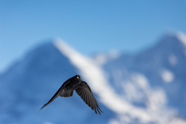 Alpendohle, momente-der-schoepfung.ch