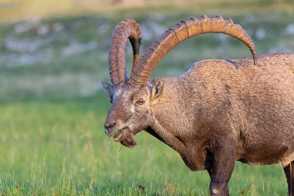 Alpensteinbock, momente-der-schoepfung.ch