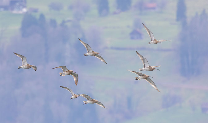 Brachvögel, momente-der-schoepfung.ch