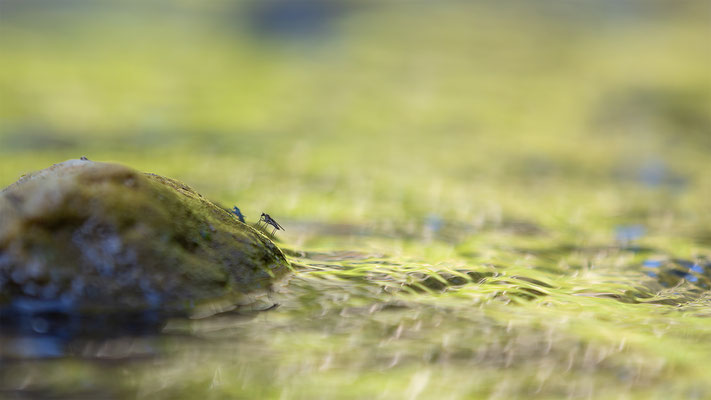 Mücken, momente-der-schoepfung.ch