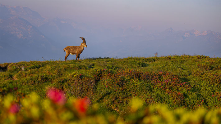 Alpensteinbock, momente-der-schoepfung.ch