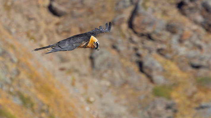 Bartgeier, momente-der-schoepfung.ch