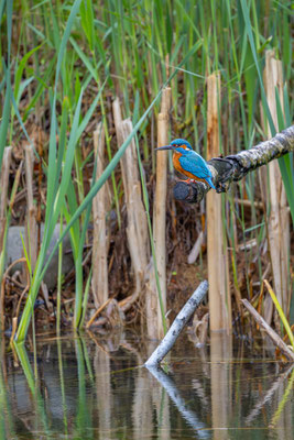 Eisvogel, momente-der-schoepfung.ch