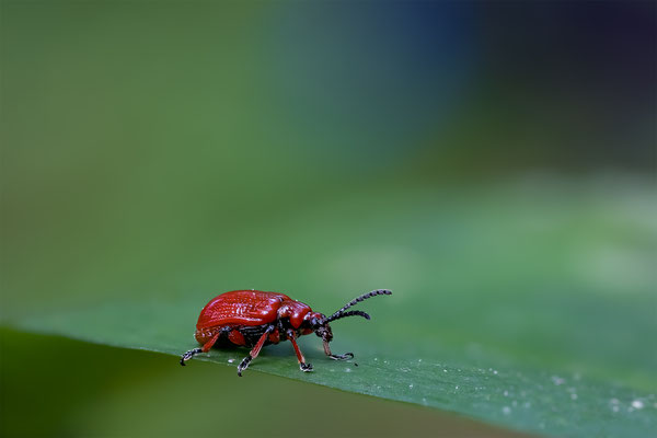 Maiglöckchenhähnchen, ABM1:1, momente-der-schoepfung.ch