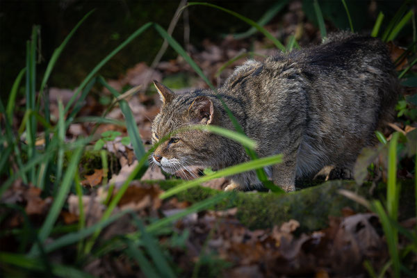 Wildkatze, momente-der-schoepfung.ch