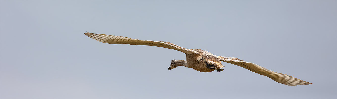 Höckerschwan, momente-der-schoepfung.ch