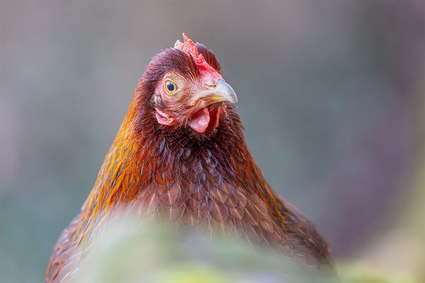 Huhn, Tierpakt Arth Goldau, momente-der-schoepfung.ch
