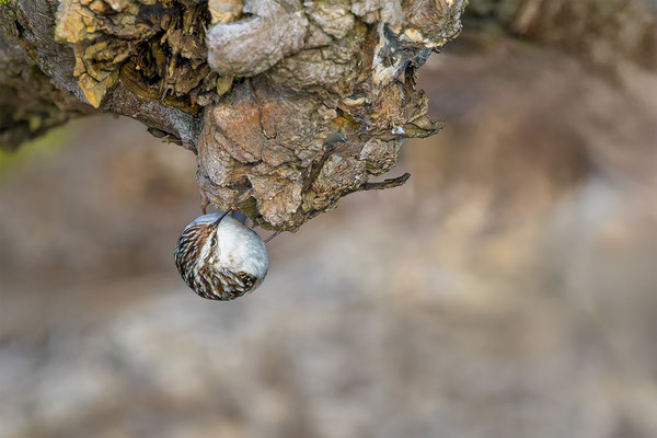 Baumläufer, momente-der-schoepfung.ch