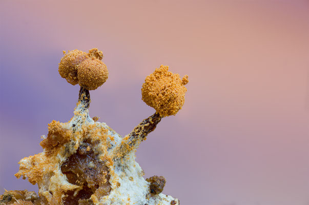 Myxomyceten Schleimpilz, ABM5:1, momente-der-schoepfung.ch