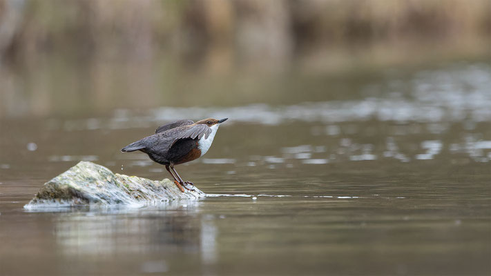 Wasseramsel, momente-der-schopfung.ch