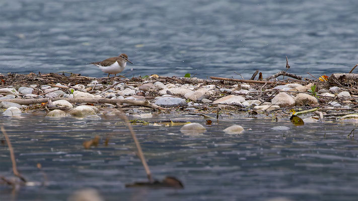 Flussuferläufer, momente-der-schoepfung.ch