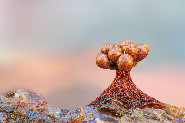 Myxomyceten Schleimpilz, Tricia verrucosa, ABM4:1, momente-der-schoepfung.ch