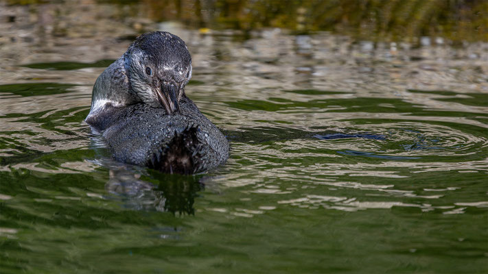 Humboldpinguin, Zürcher Zoo, momente-der-schoepfung.ch