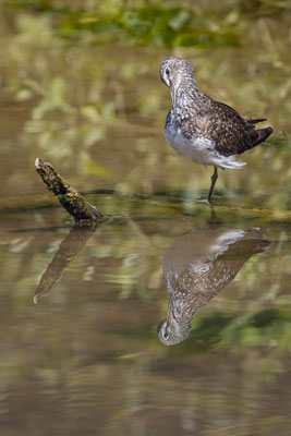 Waldwasserläufer, momente-der-schoepfung.ch