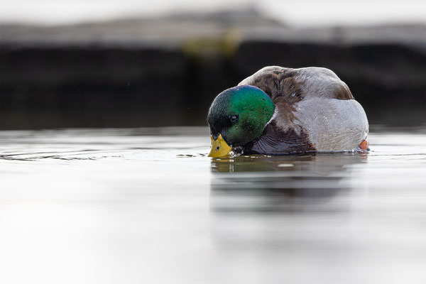 Stockente, momente-der-schoepfung.ch