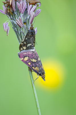 Purpuroter Zünsler, momente-der-schoepfung.ch