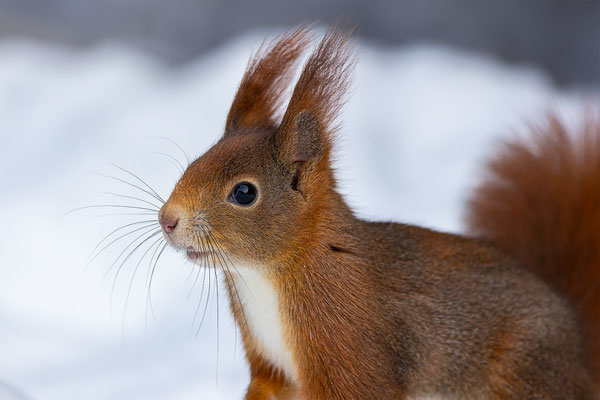 Eichhörnchen, momente-der-schoepfung.ch