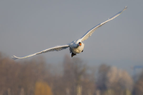 Höckerschwan, momente-der-schoepfung.ch