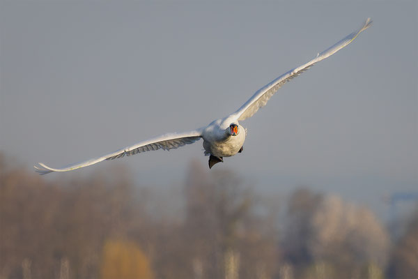 Höckerschwan, momente-der-schoepfung.ch