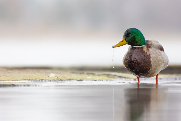 Stockente, momente-der-schoepfung.ch