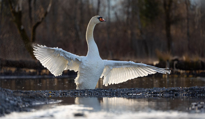 Höckerschwan, momente-der-schoepfung.ch