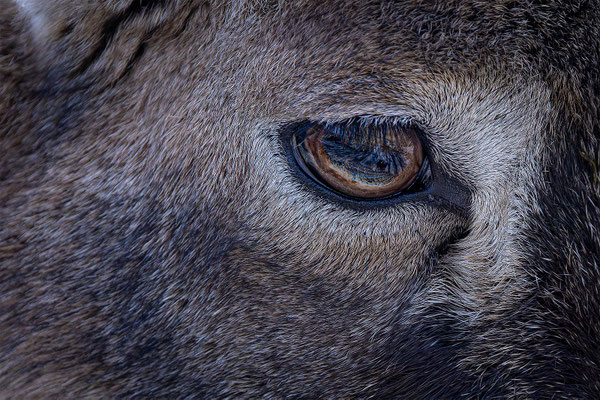 Mufflon, Tierpakt Arth Goldau, momente-der-schoepfung.ch