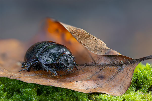 Waldmistkäfer, momente-der-schoepfung.ch