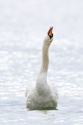Höckerschwan, momente-der-schoepfung.ch
