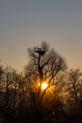 Storch, momente-der-schoepfung.ch