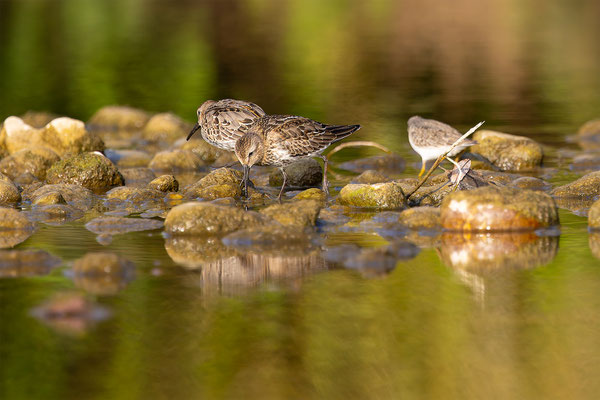 Temnikstrandläufer, momente-der-schoepfung.ch