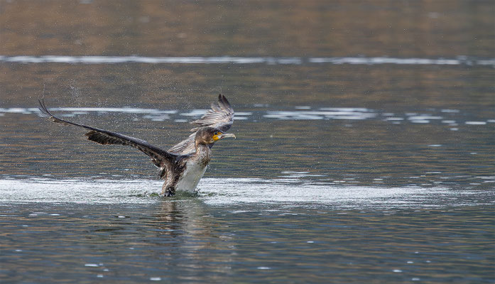 Kormoran, momente-der-schoepfung.ch