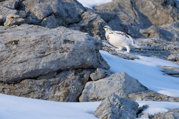 Alpenscheehuhn, momente-der-schoepfung.ch