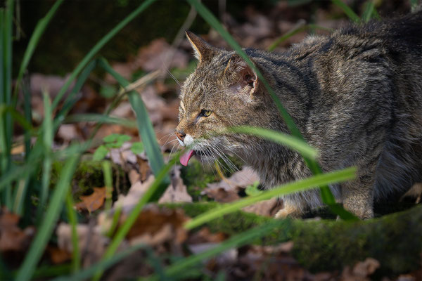 Wildkatze, momente-der-schoepfung.ch
