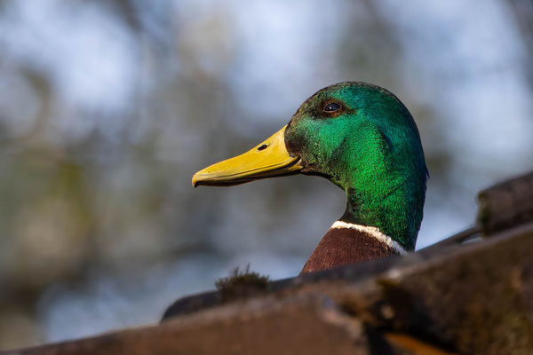 Stockente, momente-der-schoepfung.ch