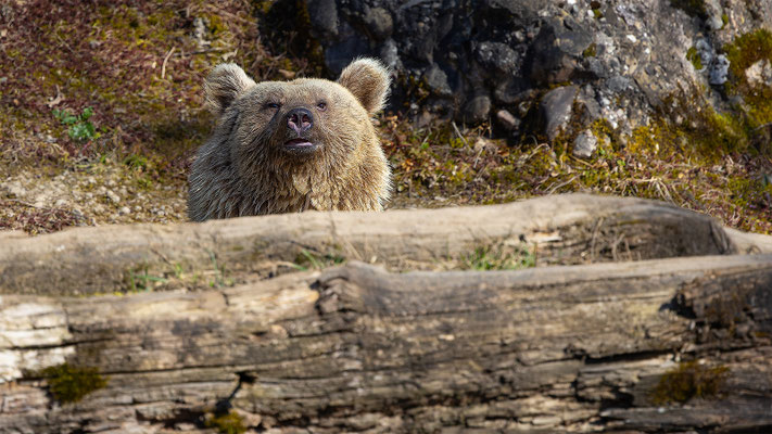 Syrischer Braunbär Tierpakt Arth Goldau, momente-der-schoepfung.ch