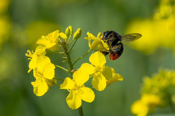 Hummel, momente-der-schoepfung.ch