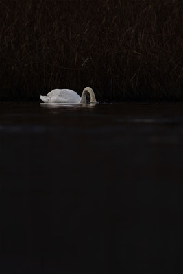 Höckerschwan, momente-der-schoepfung.ch