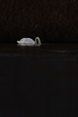 Höckerschwan, momente-der-schoepfung.ch