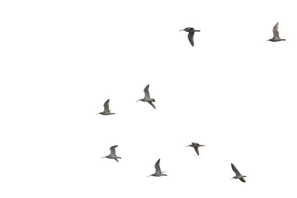 Brachvögel, momente-der-schoepfung.ch