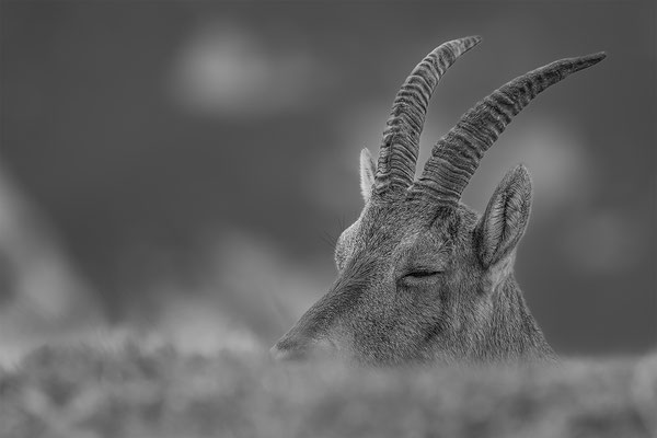 Alpensteinbock, momente-der-schoepfung.ch