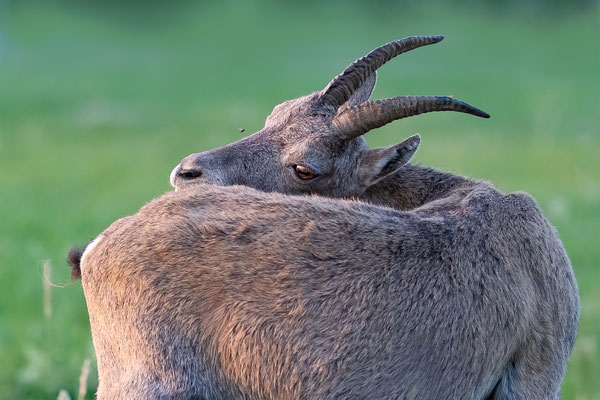 Alpensteinbock, momente-der-schoepfung.ch