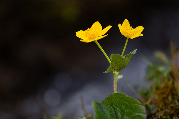 Sumpfdotterblume, momente-der-schoepfung.ch