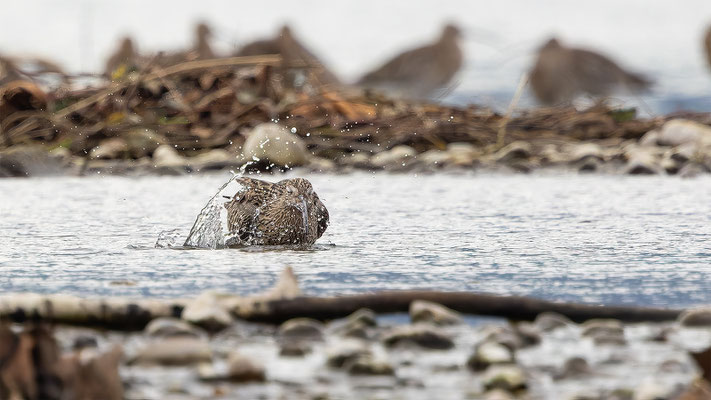 Brachvögel, momente-der-schoepfung.ch