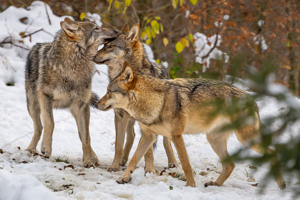 Wolf, momente-der-schoepfung.ch